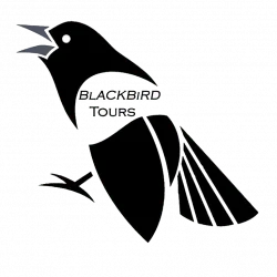 Black Bird Tours bird watching travel logo with stylised bird illustration